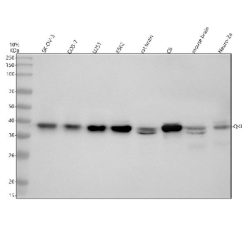 Western blot analysis of QKI using anti-QKI antibody. Electrophoresis was performed on a 10% SDS-PAGE gel at 80V (Stacking gel) / 120V (Resolving gel) for 2 hours. Lane 1: human SK-OV-3 whole cell lysates, Lane 2: monkey Cos-7 whole cell lysates, Lane 3: human U251 whole cell lysates, Lane 4: human K562 whole cell lysates, Lane 5: rat brain tissue lysates, Lane 6: rat C6 whole cell lysates, Lane 7: mouse brain tissue lysates, Lane 8: mouse Neuro-2a whole cell lysates. After electrophoresis, proteins were transferred to a nitrocellulose membrane at 150 mA for 50-90 minutes. Blocked the membrane with 5% non-fat milk/TBS for 1.5 hour at RT. The membrane was incubated with rabbit anti-QKI antibody at 0.5 ug/ml overnight at 4oC, then washed with TBS-0.1%Tween 3 times with 5 minutes each and probed with a goat anti-rabbit IgG-HRP secondary antibody at a dilution of 1:5000 for 1.5 hour at RT. The signal was developed using an ECL Plus Western Blotting Substrate. A specific band was detected for QKI at approximately 38 kDa. The expected molecular weight of QKI is ~38 kDa.