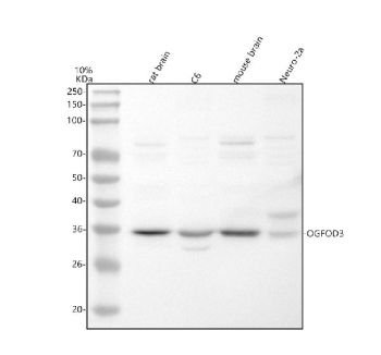 Western blot analysis of OGFOD3 using anti-OGFOD3 antibody. Lane 1: rat brain tissue lysates, Lane 2: rat C6 whole cell lysates, Lane 3: mouse brain tissue lysates, Lane 4: mouse Neuro-2a whole cell lysates. After electrophoresis, proteins were transferred to a nitrocellulose membrane at 150 mA for 50-90 minutes. Blocked the membrane with 5% non-fat milk/TBS for 1.5 hour at RT. The membrane was incubated with rabbit anti-OGFOD3 antibody at 0.5 ug/ml overnight at 4oC, then washed with TBS-0.1%Tween 3 times with 5 minutes each and probed with a goat anti-rabbit IgG-HRP secondary antibody at a dilution of 1:5000 for 1.5 hour at RT. The signal was developed using enhanced chemiluminescent. A specific band was detected for OGFOD3 at approximately 36 kDa. The expected molecular weight of OGFOD3 is ~36 kDa.