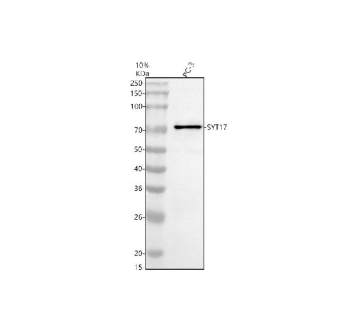 Western blot analysis of SYT17 using anti-SYT17 antibody. Electrophoresis was performed on a 10% SDS-PAGE gel at 80V (Stacking gel) / 120V (Resolving gel) for 2 hours. Lane 1: human PC-3 whole cell lysates. After electrophoresis, proteins were transferred to a nitrocellulose membrane at 150 mA for 50-90 minutes. Blocked the membrane with 5% non-fat milk/TBS for 1.5 hour at RT. The membrane was incubated with rabbit anti-SYT17 antibody at 0.5 ug/ml overnight at 4oC, then washed with TBS-0.1%Tween 3 times with 5 minutes each and probed with a goat anti-rabbit IgG-HRP secondary antibody at a dilution of 1:5000 for 1.5 hour at RT. The signal was developed using an ECL Plus Western Blotting Substrate. A band is observed just above the 70 kDa marker, consistent with the glycosylated and membrane-associated form of SYT17 (predicted 54 kDa) known to migrate slower than its theoretical mass.