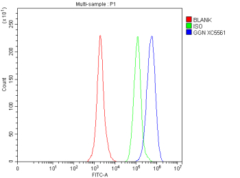 Flow Cytometry analysis of SH-SY5Y cells using anti-GGN antibody. Overlay histogram showing SH-SY5Y cells stained with (Blue line). To facilitate intracellular staining, cells were fixed with 4% paraformaldehyde and permeabilized with permeabilization buffer. The cells were blocked with 10% normal goat serum. And then incubated with rabbit anti-GGN antibody (1 ug/million cells) for 30 min at 20oC. DyLight 488 conjugated goat anti-rabbit IgG (5-10 ug/million cells) was used as secondary antibody for 30 minutes at 20oC. Isotype control antibody (Green line) was rabbit IgG (1 ug/million cells) used under the same conditions. Unlabelled sample without incubation with primary antibody and secondary antibody (Red line) was used as a blank control.