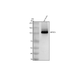 Western blot analysis of HERC4 using anti-HERC4 antibody. Electrophoresis was performed on a 8% SDS-PAGE gel at 80V (Stacking gel) / 120V (Resolving gel) for 2 hours. Lane 1: rat testis tissue lysates. After electrophoresis, proteins were transferred to a nitrocellulose membrane at 150 mA for 50-90 minutes. Blocked the membrane with 5% non-fat milk/TBS for 1.5 hour at RT. The membrane was incubated with rabbit anti-HERC4 antibody at 0.5 ug/ml overnight at 4oC, then washed with TBS-0.1%Tween 3 times with 5 minutes each and probed with a goat anti-rabbit IgG-HRP secondary antibody at a dilution of 1:5000 for 1.5 hour at RT. The signal was developed using an ECL Plus Western Blotting Substrate. A band is observed just above the 100 kDa marker, consistent with the reported anomalous migration of full-length HERC4 (predicted 119 kDa) observed for members of the HECT E3 ligase family.