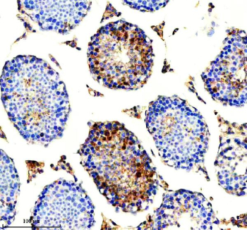 Immunohistochemical staining of HERC4 using anti-HERC4 antibody. HERC4 was detected in a paraffin-embedded section of mouse testis tissue. Heat mediated antigen retrieval was performed in EDTA buffer (pH 8.0, epitope retrieval solution). The tissue section was blocked with 10% goat serum. The tissue section was then incubated with 2 ug/ml rabbit anti-HERC4 antibody overnight at 4oC. Peroxidase Conjugated Goat Anti-rabbit IgG was used as secondary antibody and incubated for 30 minutes at 37oC. The tissue section was developed using an HRP secondary and DAB substrate.