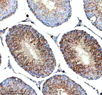 Immunohistochemical staining of HERC4 using anti-HERC4 antibody. HERC4 was detected in a paraffin-embedded section of rat testis tissue. Heat mediated antigen retrieval was performed in EDTA buffer (pH 8.0, epitope retrieval solution). The tissue section was blocked with 10% goat serum. The tissue section was then incubated with 2 ug/ml rabbit anti-HERC4 antibody overnight at 4oC. Peroxidase Conjugated Goat Anti-rabbit IgG was used as secondary antibody and incubated for 30 minutes at 37oC. The tissue section was developed using an HRP secondary and DAB substrate.