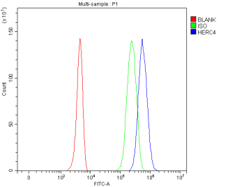 Flow Cytometry analysis of 293T cells using anti-HERC4 antibody. Overlay histogram showing 293T cells stained with (Blue line). To facilitate intracellular staining, cells were fixed with 4% paraformaldehyde and permeabilized with permeabilization buffer. The cells were blocked with 10% normal goat serum. And then incubated with rabbit anti-HERC4 antibody (1 ug/million cells) for 30 min at 20oC. DyLight 488 conjugated goat anti-rabbit IgG (5-10 ug/million cells) was used as secondary antibody for 30 minutes at 20oC. Isotype control antibody (Green line) was rabbit IgG (1 ug/million cells) used under the same conditions. Unlabelled sample without incubation with primary antibody and secondary antibody (Red line) was used as a blank control.