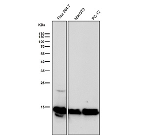All lanes use the Histone H2B (crotonyl K12) antibody at 1:500 dilution for 1 hour at room temperature. Predicted molecular weight ~14 kDa.
