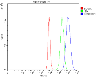Flow Cytometry analysis of CACO-2 cells using anti-RPS19BP1 antibody. Overlay histogram showing CACO-2 cells stained with (Blue line). To facilitate intracellular staining, cells were fixed with 4% paraformaldehyde and permeabilized with permeabilization buffer. The cells were blocked with 10% normal goat serum. And then incubated with rabbit anti-RPS19BP1 antibody (1 ug/million cells) for 30 min at 20oC. DyLight 488 conjugated goat anti-rabbit IgG (5-10 ug/million cells) was used as secondary antibody for 30 minutes at 20oC. Isotype control antibody (Green line) was rabbit IgG (1 ug/million cells) used under the same conditions. Unlabelled sample without incubation with primary antibody and secondary antibody (Red line) was used as a blank control.