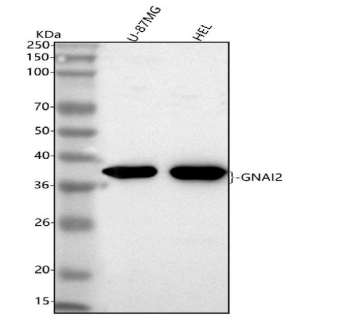 Western blot analysis of GNAI2 using anti-GNAI2 antibody. Lane 1: human U-87MG whole cell lysates, Lane 2: human HEL whole cell lysates. After electrophoresis, proteins were transferred to a nitrocellulose membrane at 150 mA for 50-90 minutes. Blocked the membrane with 5% non-fat milk/TBS for 1.5 hour at RT. The membrane was incubated with rabbit anti-GNAI2 antibody at 0.25 ug/ml overnight at 4oC, then washed with TBS-0.1%Tween 3 times with 5 minutes each and probed with a goat anti-rabbit IgG-HRP secondary antibody at a dilution of 1:5000 for 1.5 hour at RT. The signal was developed using enhanced chemiluminescent. A specific band was detected for GNAI2 at approximately 40 kDa. The expected molecular weight of GNAI2 is ~40 kDa.