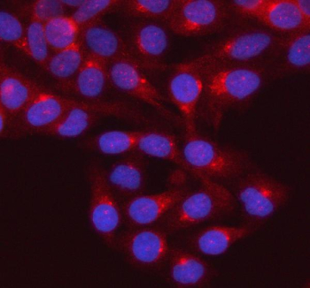 Immunofluorescent staining of GNAI2 using anti-GNAI2 antibody (red). GNAI2 was detected in an immunocytochemical section of HELA cells. Enzyme antigen retrieval was performed using IHC enzyme antigen retrieval reagent for 15 mins. The cells were blocked with 10% goat serum. And then incubated with 5 ug/ml rabbit anti-GNAI2 antibody overnight at 4oC. Cy3 Conjugated Goat Anti-Rabbit IgG was used as secondary antibody at 1:500 dilution and incubated for 30 minutes at 37oC. The section was counterstained with DAPI nuclear stain (blue). Visualize using a fluorescence microscope and filter sets appropriate for the label used.