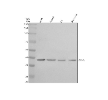 Western blot analysis of OPN5 using anti-OPN5 antibody. Electrophoresis was performed on a 10% SDS-PAGE gel at 80V (Stacking gel) / 120V (Resolving gel) for 2 hours. Lane 1: human U251 whole cell lysates, Lane 2: human HepG2 whole cell lysates, Lane 3: rat C6 whole cell lysates, Lane 4: mouse Neuro-2a whole cell lysates. After electrophoresis, proteins were transferred to a nitrocellulose membrane at 150 mA for 50-90 minutes. Blocked the membrane with 5% non-fat milk/TBS for 1.5 hour at RT. The membrane was incubated with rabbit anti-OPN5 antibody at 0.5 ug/ml overnight at 4oC, then washed with TBS-0.1%Tween 3 times with 5 minutes each and probed with a goat anti-rabbit IgG-HRP secondary antibody at a dilution of 1:5000 for 1.5 hour at RT. The signal was developed using an ECL Plus Western Blotting Substrate. The predicted molecular weight of OPN5 is ~40 kDa.