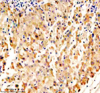 Immunohistochemical staining of OPN5 using anti-OPN5 antibody. OPN5 was detected in a paraffin-embedded section of human liver tissue. Heat mediated antigen retrieval was performed in EDTA buffer (pH 8.0, epitope retrieval solution). The tissue section was blocked with 10% goat serum. The tissue section was then incubated with 2 ug/ml rabbit anti-OPN5 antibody overnight at 4oC. Peroxidase Conjugated Goat Anti-rabbit IgG was used as secondary antibody and incubated for 30 minutes at 37oC. The tissue section was developed using an HRP secondary and DAB substrate.