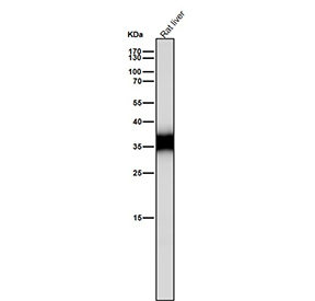 Rat liver tissue lysate tested with the CASP6 antibody at 1:1000 dilution for 1 hour at room temperature. Expected molecular weight: 34-36 kDa.