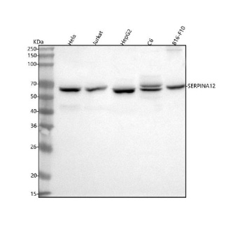 Western blot analysis of SERPINA12 using anti-SERPINA12 antibody. Lane 1: human Hela whole cell lysates, Lane 2: human Jurkat whole cell lysates, Lane 3: human HepG2 whole cell lysates, Lane 4: rat C6 whole cell lysates, Lane 5: mouse B16-F10 whole cell lysates. After electrophoresis, proteins were transferred to a nitrocellulose membrane at 150 mA for 50-90 minutes. Blocked the membrane with 5% non-fat milk/TBS for 1.5 hour at RT. The membrane was incubated with rabbit anti-SERPINA12 antibody at 0.5 ug/ml overnight at 4oC, then washed with TBS-0.1%Tween 3 times with 5 minutes each and probed with a goat anti-rabbit IgG-HRP secondary antibody at a dilution of 1:5000 for 1.5 hour at RT. The signal was developed using enhanced chemiluminescent. A major band is detected at ~55-60 kDa, corresponding to the glycosylated, mature form of SERPINA12 (predicted unglycosylated size ~47 kDa). Glycosylation-dependent size variation is consistent with published data for secreted SERPIN family proteins.
