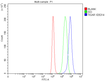 Flow Cytometry analysis of cells using anti-TIGAR antibody. Overlay histogram showing cells stained with (Blue line). To facilitate intracellular staining, cells were fixed with 4% paraformaldehyde and permeabilized with permeabilization buffer. The cells were blocked with 10% normal goat serum. And then incubated with rabbit anti-TIGAR antibody (1 ug/million cells) for 30 min at 20oC. DyLight 488 conjugated goat anti-rabbit IgG (5-10 ug/million cells) was used as secondary antibody for 30 minutes at 20oC. Isotype control antibody (Green line) was rabbit IgG (1 ug/million cells) used under the same conditions. Unlabelled sample without incubation with primary antibody and secondary antibody (Red line) was used as a blank control.