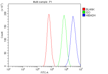Flow Cytometry analysis of cells using anti-HIBADH antibody. Overlay histogram showing cells stained with (Blue line). To facilitate intracellular staining, cells were fixed with 4% paraformaldehyde and permeabilized with permeabilization buffer. The cells were blocked with 10% normal goat serum. And then incubated with rabbit anti-HIBADH antibody (1 ug/million cells) for 30 min at 20oC. DyLight 488 conjugated goat anti-rabbit IgG (5-10 ug/million cells) was used as secondary antibody for 30 minutes at 20oC. Isotype control antibody (Green line) was rabbit IgG (1 ug/million cells) used under the same conditions. Unlabelled sample (Red line) was also used as a control.