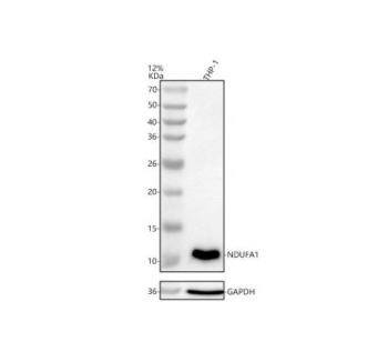 Western blot analysis of NDUFA1 using anti-NDUFA1 antibody. Lane 1: human THP-1 whole cell lysates. After electrophoresis, proteins were transferred to a nitrocellulose membrane at 150 mA for 50-90 minutes. Blocked the membrane with 5% non-fat milk/TBS for 1.5 hour at RT. The membrane was incubated with rabbit anti-NDUFA1 antibody at 0.5 ug/ml overnight at 4oC, then washed with TBS-0.1%Tween 3 times with 5 minutes each and probed with a goat anti-rabbit IgG-HRP secondary antibody at a dilution of 1:5000 for 1.5 hour at RT. The signal was developed using enhanced chemiluminescent. A predominant band is detected at ~10-11 kDa, consistent with the known slower SDS-PAGE migration of this small, hydrophobic Complex I subunit relative to its ~7-8 kDa calculated mass.