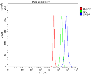 Flow Cytometry analysis of SiHa cells using anti-SPIDR antibody. Overlay histogram showing SiHa cells stained with (Blue line). To facilitate intracellular staining, cells were fixed with 4% paraformaldehyde and permeabilized with permeabilization buffer. The cells were blocked with 10% normal goat serum. And then incubated with rabbit anti-SPIDR antibody (1 ug/million cells) for 30 min at 20oC. DyLight 488 conjugated goat anti-rabbit IgG (5-10 ug/million cells) was used as secondary antibody for 30 minutes at 20oC. Isotype control antibody (Green line) was rabbit IgG (1 ug/million cells) used under the same conditions. Unlabelled sample (Red line) was also used as a control.