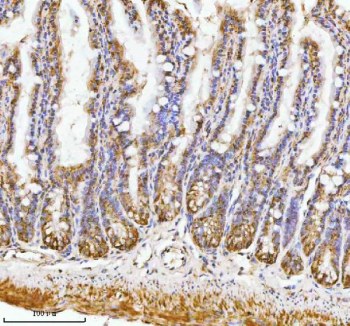 Immunohistochemical staining of PAFAH1B2 using anti-PAFAH1B2 antibody. PAFAH1B2 was detected in a paraffin-embedded section of mouse colon tissue. Heat mediated antigen retrieval was performed in EDTA buffer (pH 8.0, epitope retrieval solution). The tissue section was blocked with 10% goat serum. The tissue section was then incubated with 2 ug/ml rabbit anti-PAFAH1B2 antibody overnight at 4oC. Peroxidase Conjugated Goat Anti-rabbit IgG was used as secondary antibody and incubated for 30 minutes at 37oC. The tissue section was developed using an HRP secondary and DAB substrate.