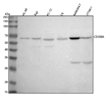 Western blot analysis of CD300A using anti-CD300A antibody. Lane 1: human HL-60 whole cell lysates, Lane 2: human Raji whole cell lysates, Lane 3: rat PC-12 whole cell lysates, Lane 4: rat C6 whole cell lysates, Lane 5: mouse Raw264.7 whole cell lysates, Lane 6: mouse J774A.1 whole cell lysates. After electrophoresis, proteins were transferred to a nitrocellulose membrane at 150 mA for 50-90 minutes. Blocked the membrane with 5% non-fat milk/TBS for 1.5 hour at RT. The membrane was incubated with rabbit anti-CD300A antibody at 0.5 ug/ml overnight at 4oC, then washed with TBS-0.1%Tween 3 times with 5 minutes each and probed with a goat anti-rabbit IgG-HRP secondary antibody at a dilution of 1:5000 for 1.5 hour at RT. The signal was developed using enhanced chemiluminescent. Although the predicted molecular weight is ~33 kDa, CD300A is known to be heavily glycosylated and migrates at ~60-65 kDa under reducing conditions.