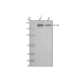 Western blot analysis of SETDB1 using anti-SETDB1 antibody. Electrophoresis was performed on a 8% SDS-PAGE gel at 80V (Stacking gel) / 120V (Resolving gel) for 2 hours. Lane 1: human MCF-7 whole cell lysates, Lane 2: human Hela whole cell lysates. After electrophoresis, proteins were transferred to a nitrocellulose membrane at 150 mA for 50-90 minutes. Blocked the membrane with 5% non-fat milk/TBS for 1.5 hour at RT. The membrane was incubated with rabbit anti-SETDB1 antibody at 0.5 ug/ml overnight at 4oC, then washed with TBS-0.1%Tween 3 times with 5 minutes each and probed with a goat anti-rabbit IgG-HRP secondary antibody at a dilution of 1:5000 for 1.5 hour at RT. The signal was developed using an ECL Plus Western Blotting Substrate. Although the predicted MW is ~143 kDa, SETDB1 is known to migrate at ~170-190 kDa on SDS-PAGE owing to post-translational modification (e.g., SUMOylation), consistent with prior reports.