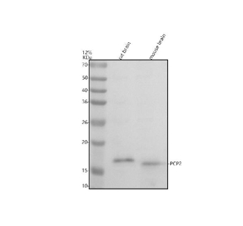 Western blot analysis of PCP2 using anti-PCP2 antibody. Electrophoresis was performed on a 12% SDS-PAGE gel at 80V (Stacking gel) / 120V (Resolving gel) for 2 hours. Lane 1: rat brain tissue lysates, Lane 2: mouse brain tissue lysates. After electrophoresis, proteins were transferred to a nitrocellulose membrane at 150 mA for 50-90 minutes. Blocked the membrane with 5% non-fat milk/TBS for 1.5 hour at RT. The membrane was incubated with rabbit anti-PCP2 antibody at 0.5 ug/ml overnight at 4oC, then washed with TBS-0.1%Tween 3 times with 5 minutes each and probed with a goat anti-rabbit IgG-HRP secondary antibody at a dilution of 1:5000 for 1.5 hour at RT. The signal was developed using an ECL Plus Western Blotting Substrate. A specific band was detected for PCP2 at approximately 15 kDa. The expected molecular weight of PCP2 is ~15 kDa.