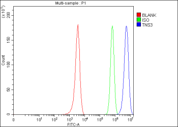 Flow Cytometry analysis of U251 cells using anti-TNS3 antibody. Overlay histogram showing U251 cells stained with (Blue line). To facilitate intracellular staining, cells were fixed with 4% paraformaldehyde and permeabilized with permeabilization buffer. The cells were blocked with 10% normal goat serum. And then incubated with rabbit anti-TNS3 antibody (1 ug/million cells) for 30 min at 20oC. DyLight 488 conjugated goat anti-rabbit IgG (5-10 ug/million cells) was used as secondary antibody for 30 minutes at 20oC. Isotype control antibody (Green line) was rabbit IgG (1 ug/million cells) used under the same conditions. Unlabelled sample (Red line) was also used as a control.
