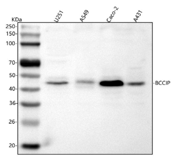 Western blot analysis of BCCIP using anti-BCCIP antibody. Lane 1: human U251 whole cell lysates, Lane 2: human whole cell lysates, Lane 3: human Caco-2 whole cell lysates, Lane 4: human whole cell lysates. After electrophoresis, proteins were transferred to a nitrocellulose membrane at 150 mA for 50-90 minutes. Blocked the membrane with 5% non-fat milk/TBS for 1.5 hour at RT. The membrane was incubated with rabbit anti-BCCIP antibody at 0.5 ug/ml overnight at 4oC, then washed with TBS-0.1%Tween 3 times with 5 minutes each and probed with a goat anti-rabbit IgG-HRP secondary antibody at a dilution of 1:5000 for 1.5 hour at RT. The signal was developed using enhanced chemiluminescent. BCCIP western blot across human cell lines shows a predominant band at ~45 kDa. Although the predicted size is ~36 kDa, BCCIP is known to migrate higher on SDS-PAGE, with the alpha isoform commonly observed near 45-50 kDa and the beta isoform closer to 36-40 kDa.