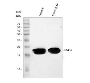 Western blot analysis of SNCA using anti-SNCA antibody. Electrophoresis was performed on a 13% SDS-PAGE gel at 80V (Stacking gel) / 120V (Resolving gel) for 2 hours. Lane 1: rat brain tissue lysates, Lane 2: mouse brain tissue lysates. After electrophoresis, proteins were transferred to a nitrocellulose membrane at 150 mA for 50-90 minutes. Blocked the membrane with 5% non-fat milk/TBS for 1.5 hour at RT. The membrane was incubated with rabbit anti-SNCA antibody at 0.5 ug/ml overnight at 4oC, then washed with TBS-0.1%Tween 3 times with 5 minutes each and probed with a goat anti-rabbit IgG-HRP secondary antibody at a dilution of 1:5000 for 1.5 hour at RT. The signal was developed using an ECL Plus Western Blotting Substrate. SNCA western blot of rat and mouse brain shows a predominant band at ~16-18 kDa, consistent with alpha-synuclein migrating above its predicted ~14.5 kDa due to its acidic, intrinsically disordered nature and common N-terminal acetylation.