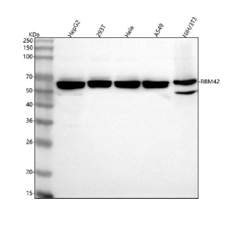 Western blot analysis of RBM42 using anti-RBM42 antibody. Lane 1: human HepG2 whole cell lysates, Lane 2: human 293T whole cell lysates, Lane 3: human Hela whole cell lysates, Lane 4: human whole cell lysates, Lane 5: mouse NIH/3T3 whole cell lysates. After electrophoresis, proteins were transferred to a nitrocellulose membrane at 150 mA for 50-90 minutes. Blocked the membrane with 5% non-fat milk/TBS for 1.5 hour at RT. The membrane was incubated with rabbit anti-RBM42 antibody at 0.5 ug/ml overnight at 4oC, then washed with TBS-0.1%Tween 3 times with 5 minutes each and probed with a goat anti-rabbit IgG-HRP secondary antibody at a dilution of 1:5000 for 1.5 hour at RT. The signal was developed using enhanced chemiluminescent. RBM42 western blot across human cell lines shows a predominant band at ~65 kDa with a minor ~50 kDa species; mouse NIH 3T3 shows a stronger ~50 kDa band. The higher apparent mass is consistent with RBM42âs anomalous migration and post-translational modification, whereas the ~50 kDa band likely represents the less-modified form (more evident in mouse cells).