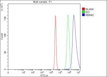 Flow Cytometry analysis of 293T cells using anti-RBM42 antibody. Overlay histogram showing 293T cells stained with (Blue line). To facilitate intracellular staining, cells were fixed with 4% paraformaldehyde and permeabilized with permeabilization buffer. The cells were blocked with 10% normal goat serum. And then incubated with rabbit anti-RBM42 antibody (1 ug/million cells) for 30 min at 20oC. DyLight 488 conjugated goat anti-rabbit IgG (5-10 ug/million cells) was used as secondary antibody for 30 minutes at 20oC. Isotype control antibody (Green line) was rabbit IgG (1 ug/million cells) used under the same conditions. Unlabelled sample (Red line) was also used as a control.