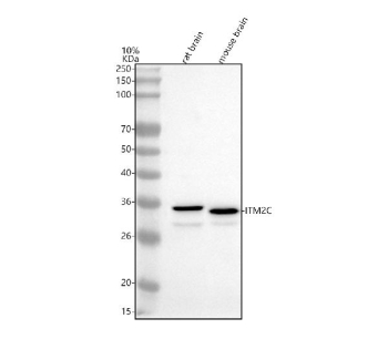 Western blot analysis of ITM2C using anti-ITM2C antibody. Lane 1: rat brain tissue lysates, Lane 2: mouse brain tissue lysates. After electrophoresis, proteins were transferred to a nitrocellulose membrane at 150 mA for 50-90 minutes. Blocked the membrane with 5% non-fat milk/TBS for 1.5 hour at RT. The membrane was incubated with rabbit anti-ITM2C antibody at 0.5 ug/ml overnight at 4oC, then washed with TBS-0.1%Tween 3 times with 5 minutes each and probed with a goat anti-rabbit IgG-HRP secondary antibody at a dilution of 1:5000 for 1.5 hour at RT. The signal was developed using enhanced chemiluminescent. ITM2C western blot of rat and mouse brain shows a predominant band at ~35 kDa and a minor band at ~30 kDa, consistent with glycosylated and unglycosylated forms of ITM2C, respectively.