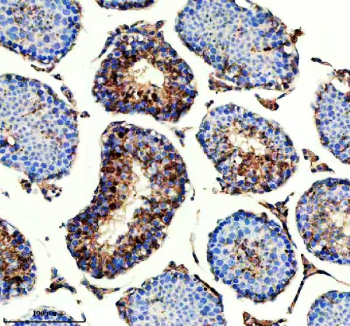 Immunohistochemical staining of IQCM using anti-IQCM antibody. IQCM was detected in a paraffin-embedded section of mouse testis tissue. Heat mediated antigen retrieval was performed in EDTA buffer (pH 8.0, epitope retrieval solution). The tissue section was blocked with 10% goat serum. The tissue section was then incubated with 2 ug/ml rabbit anti-IQCM antibody overnight at 4oC. Peroxidase Conjugated Goat Anti-rabbit IgG was used as secondary antibody and incubated for 30 minutes at 37oC. The tissue section was developed using an HRP secondary and DAB substrate.