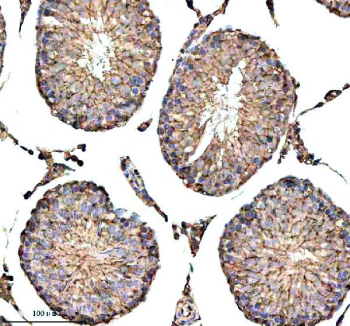 Immunohistochemical staining of IQCM using anti-IQCM antibody. IQCM was detected in a paraffin-embedded section of rat testis tissue. Heat mediated antigen retrieval was performed in EDTA buffer (pH 8.0, epitope retrieval solution). The tissue section was blocked with 10% goat serum. The tissue section was then incubated with 2 ug/ml rabbit anti-IQCM antibody overnight at 4oC. Peroxidase Conjugated Goat Anti-rabbit IgG was used as secondary antibody and incubated for 30 minutes at 37oC. The tissue section was developed using an HRP secondary and DAB substrate.