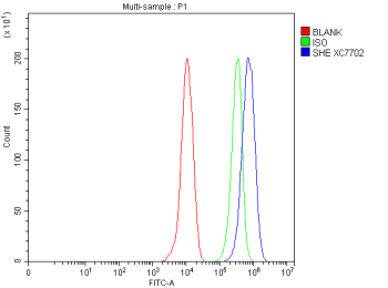 Flow Cytometry analysis of THP-1 cells using anti-SHE antibody. Overlay histogram showing THP-1 cells stained with (Blue line). To facilitate intracellular staining, cells were fixed with 4% paraformaldehyde and permeabilized with permeabilization buffer. The cells were blocked with 10% normal goat serum. And then incubated with rabbit anti-SHE antibody (1 ug/million cells) for 30 min at 20oC. DyLight 488 conjugated goat anti-rabbit IgG (5-10 ug/million cells) was used as secondary antibody for 30 minutes at 20oC. Isotype control antibody (Green line) was rabbit IgG (1 ug/million cells) used under the same conditions. Unlabelled sample without incubation with primary antibody and secondary antibody (Red line) was used as a blank control.