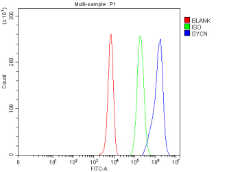Flow Cytometry analysis of K562 cells using anti-SYCN antibody. Overlay histogram showing K562 cells stained with (Blue line). To facilitate intracellular staining, cells were fixed with 4% paraformaldehyde and permeabilized with permeabilization buffer. The cells were blocked with 10% normal goat serum. And then incubated with rabbit anti-SYCN antibody (1 ug/million cells) for 30 min at 20oC. DyLight 488 conjugated goat anti-rabbit IgG (5-10 ug/million cells) was used as secondary antibody for 30 minutes at 20oC. Isotype control antibody (Green line) was rabbit IgG (1 ug/million cells) used under the same conditions. Unlabelled sample (Red line) was also used as a control.