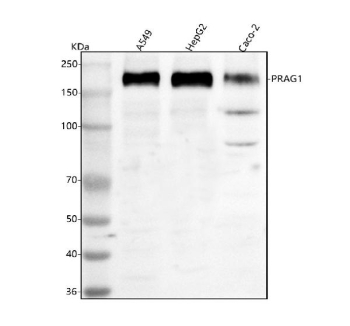 Western blot analysis of PRAG1 using anti-PRAG1 antibody. Lane 1: human whole cell lysates, Lane 2: human HepG2 whole cell lysates, Lane 3: human Caco-2 whole cell lysates. After electrophoresis, proteins were transferred to a nitrocellulose membrane at 150 mA for 50-90 minutes. Blocked the membrane with 5% non-fat milk/TBS for 1.5 hour at RT. The membrane was incubated with rabbit anti-PRAG1 antibody at 0.5 ug/ml overnight at 4oC, then washed with TBS-0.1%Tween 3 times with 5 minutes each and probed with a goat anti-rabbit IgG-HRP secondary antibody at a dilution of 1:5000 for 1.5 hour at RT. The signal was developed using enhanced chemiluminescent. PRAG1 western blot of human cell lines shows a predominant band near ~200 kDa. Although the theoretical mass is ~150 kDa, PRAG1 commonly migrates higher due to extensive phosphorylation, glycosylation, and its proline-rich structure. The ~200 kDa band therefore corresponds to full-length, post-translationally modified PRAG1.