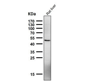 Western blot testing of rat liver tissue lysate using the NFE2 antibody at 1:2000 dilution for 1 hour at room temperature. Predicted molecular weight ~41 kDa, observed at 41-45 kDa.