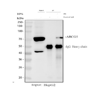 Immunoprecipitating (IP) ABCG5 in HepG2 whole cell lysate. Western blot analysis of ABCG5 using anti-ABCG5 antibody; Lane 1: HepG2 whole cell lysates (30ug); Lane 2: Rabbit control IgG instead of anti-ABCG5 antibody in HepG2 whole cell lysate; Lane 3: anti-ABCG5 antibody (2ug) + HepG2 whole cell lysate (500ug). After electrophoresis, proteins were transferred to a membrane. Then the membrane was incubated with rabbit anti-ABCG5 antibody at a dilution of 0.5 ug/ml and probed with a goat anti-rabbit IgG-HRP secondary antibody. The signal is developed using ECL Plus Western Blotting Substrate. A specific band was detected for ABCG5 at approximately 73 kDa. The expected molecular weight of ABCG5 is at 73 kDa.