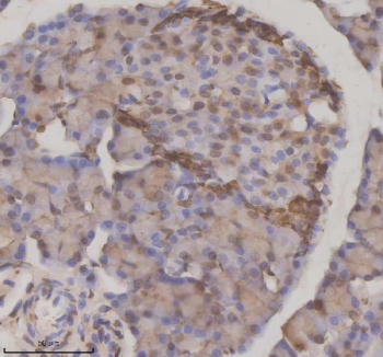 Immunohistochemical staining of NUPR1 using anti-NUPR1 antibody. NUPR1 was detected in a paraffin-embedded section of rat pancreas tissue. Heat mediated antigen retrieval was performed in EDTA buffer (pH 8.0, epitope retrieval solution). The tissue section was blocked with 10% goat serum. The tissue section was then incubated with 2 ug/ml rabbit anti-NUPR1 antibody overnight at 4oC. Peroxidase Conjugated Goat Anti-rabbit IgG was used as secondary antibody and incubated for 30 minutes at 37oC. The tissue section was developed using an HRP secondary and DAB substrate.