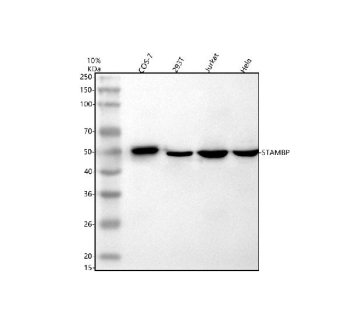 Western blot analysis of STAMBP using anti-STAMBP antibody. Electrophoresis was performed on a 10% SDS-PAGE gel at 80V (Stacking gel) / 120V (Resolving gel) for 2 hours. Lane 1: monkey Cos-7 whole cell lysates, Lane 2: human 293T whole cell lysates, Lane 3: human Jurkat whole cell lysates, Lane 4: human Hela whole cell lysates. After electrophoresis, proteins were transferred to a nitrocellulose membrane at 150 mA for 50-90 minutes. Blocked the membrane with 5% non-fat milk/TBS for 1.5 hour at RT. The membrane was incubated with rabbit anti-STAMBP antibody at 0.5 ug/ml overnight at 4oC, then washed with TBS-0.1%Tween 3 times with 5 minutes each and probed with a goat anti-rabbit IgG-HRP secondary antibody at a dilution of 1:5000 for 1.5 hour at RT. The signal was developed using an ECL Plus Western Blotting Substrate. The expected molecular weight of STAMBP is ~48 kDa.