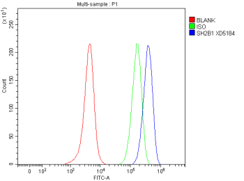 Flow Cytometry analysis of SH-SY5Y cells using anti-SH2B1 antibody. Overlay histogram showing SH-SY5Y cells stained with (Blue line). To facilitate intracellular staining, cells were fixed with 4% paraformaldehyde and permeabilized with permeabilization buffer. The cells were blocked with 10% normal goat serum. And then incubated with rabbit anti-SH2B1 antibody (1 ug/million cells) for 30 min at 20oC. DyLight 488 conjugated goat anti-rabbit IgG (5-10 ug/million cells) was used as secondary antibody for 30 minutes at 20oC. Isotype control antibody (Green line) was rabbit IgG (1 ug/million cells) used under the same conditions. Unlabelled sample without incubation with primary antibody and secondary antibody (Red line) was used as a blank control.
