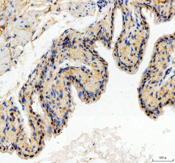 Immunohistochemical staining of SPOPL using anti-SPOPL antibody. SPOPL was detected in a paraffin-embedded section of mouse bladder tissue. Heat mediated antigen retrieval was performed in EDTA buffer (pH 8.0, epitope retrieval solution). The tissue section was blocked with 10% goat serum. The tissue section was then incubated with 2 ug/ml rabbit anti-SPOPL antibody overnight at 4oC. Peroxidase Conjugated Goat Anti-rabbit IgG was used as secondary antibody and incubated for 30 minutes at 37oC. The tissue section was developed using an HRP secondary and DAB substrate.