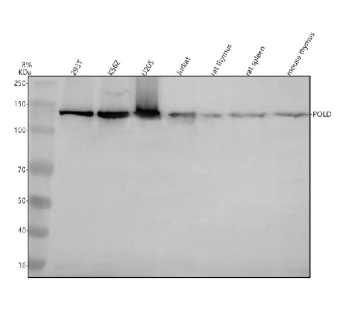 Western blot analysis of POLD1 using anti-POLD1 antibody. Electrophoresis was performed on a 8% SDS-PAGE gel at 80V (Stacking gel) / 120V (Resolving gel) for 2 hours. Lane 1: human 293T whole cell lysates, Lane 2: human K562 whole cell lysates, Lane 3: human U2OS whole cell lysates, Lane 4: human Jurkat whole cell lysates, Lane 5: rat thymus tissue lysates, Lane 6: rat spleen tissue lysates, Lane 7: mouse thymus tissue lysates. After electrophoresis, proteins were transferred to a nitrocellulose membrane at 150 mA for 50-90 minutes. Blocked the membrane with 5% non-fat milk/TBS for 1.5 hour at RT. The membrane was incubated with rabbit anti-POLD1 antibody at 0.5 ug/ml overnight at 4oC, then washed with TBS-0.1%Tween 3 times with 5 minutes each and probed with a goat anti-rabbit IgG-HRP secondary antibody at a dilution of 1:5000 for 1.5 hour at RT. The signal was developed using an ECL Plus Western Blotting Substrate. A specific band was detected for POLD1 at approximately 124 kDa. The expected molecular weight of POLD1 is ~124 kDa.