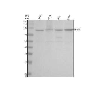 Western blot analysis of HJURP using anti-HJURP antibody. Electrophoresis was performed on a 10% SDS-PAGE gel at 80V (Stacking gel) / 120V (Resolving gel) for 2 hours. Lane 1: human whole cell lysates, Lane 2: human U2OS whole cell lysates, Lane 3: human Hela whole cell lysates, Lane 4: human U251 whole cell lysates. After electrophoresis, proteins were transferred to a nitrocellulose membrane at 150 mA for 50-90 minutes. Blocked the membrane with 5% non-fat milk/TBS for 1.5 hour at RT. The membrane was incubated with rabbit anti-HJURP antibody at 0.5 ug/ml overnight at 4oC, then washed with TBS-0.1%Tween 3 times with 5 minutes each and probed with a goat anti-rabbit IgG-HRP secondary antibody at a dilution of 1:5000 for 1.5 hour at RT. The signal was developed using an ECL Plus Western Blotting Substrate. The expected molecular weight of HJURP is ~84 kDa.