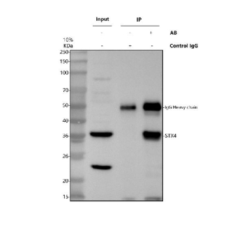 Immunoprecipitating STX4 in jurkat whole cell lysate. Western blot analysis of STX4 using anti-STX4 antibody. Lane 1: jurkat whole cell lysates (30ug), Lane 2: Rabbit control IgG instead of anti-STX4 antibody in jurkat whole cell lysate, Lane 3: anti-STX4 antibody (2ug) + jurkat whole cell lysate (500ug). After electrophoresis, proteins were transferred to a membrane. Then the membrane was incubated with rabbit anti-STX4 antibody at a dilution of 0.5 ug/ml and probed with a goat anti-rabbit IgG-HRP secondary antibody. The signal is developed using ECL Plus Western Blotting Substrate. A specific band was detected for STX4 at approximately 37 kDa. The expected molecular weight of STX4 is at 34 kDa.