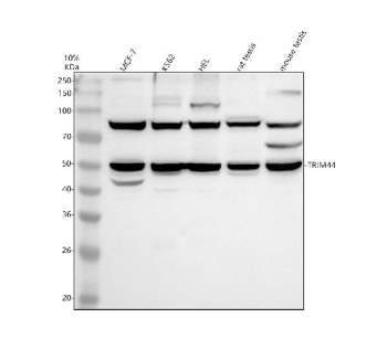 Western blot analysis of TRIM44 using anti-TRIM44 antibody. Electrophoresis was performed on a 10% SDS-PAGE gel at 80V (Stacking gel) / 120V (Resolving gel) for 2 hours. Lane 1: human MCF-7 whole cell lysates, Lane 2: human K562 whole cell lysates, Lane 3: human HEL whole cell lysates, Lane 4: rat testis tissue lysates, Lane 5: mouse testis tissue lysates. After electrophoresis, proteins were transferred to a nitrocellulose membrane at 150 mA for 50-90 minutes. Blocked the membrane with 5% non-fat milk/TBS for 1.5 hour at RT. The membrane was incubated with rabbit anti-TRIM44 antibody at 0.5 ug/ml overnight at 4oC, then washed with TBS-0.1%Tween 3 times with 5 minutes each and probed with a goat anti-rabbit IgG-HRP secondary antibody at a dilution of 1:5000 for 1.5 hour at RT. The signal was developed using an ECL Plus Western Blotting Substrate. A prominent band is observed at ~50 kDa, running higher than the ~38 kDa prediction, with an additional band at ~80 kDa. The upward shift and higher species are consistent with isoform-dependent migration and SDS-resistant dimer or ubiquitinated forms reported for TRIM44 and related TRIM family proteins.