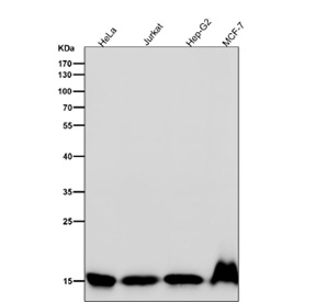 Histone H3 (di methyl K4) Antibody / HIST1H3A Transcriptional Competence Antibody (clone 31H99) for WB. Western blot analysis of HIST1H3A / Histone H3 Lys4 dimethylation (K4me2) in human cell lysates including HeLa, Jurkat, HepG2, and MCF7 using Histone H3 (di methyl K4) Antibody / HIST1H3A Transcriptional Competence Antibody. A band is detected at the predicted molecular weight of approximately 15 kDa corresponding to dimethylated Histone H3, consistent with transcriptionally competent chromatin and promoter-proximal regulatory regions.