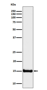 Western blot analysis of Histone H3 (di methyl K4) expression in human HeLa cell lysate using Histone H3 (di methyl K4) antibody.