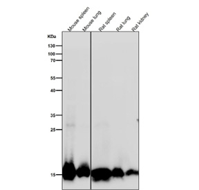 Histone H3 (di methyl K4) Antibody / HIST1H3A Transcriptional Competence Antibody (clone 31H99) for WB. Western blot analysis of HIST1H3A / Histone H3 Lys4 dimethylation (K4me2) in mouse spleen, rat lung, rat spleen, rat kidney, and rat heart tissue lysates using Histone H3 (di methyl K4) Antibody / HIST1H3A Transcriptional Competence Antibody. A band is detected at the predicted molecular weight of approximately 15 kDa corresponding to dimethylated Histone H3, consistent with transcriptionally competent chromatin across multiple tissue types.