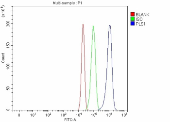 Flow Cytometry analysis of RT4 cells using anti-PLS1 antibody. Overlay histogram showing RT4 cells stained with (Blue line). To facilitate intracellular staining, cells were fixed with 4% paraformaldehyde and permeabilized with permeabilization buffer. The cells were blocked with 10% normal goat serum. And then incubated with rabbit anti-PLS1 antibody (1 ug/million cells) for 30 min at 20oC. DyLight 488 conjugated goat anti-rabbit IgG (5-10 ug/million cells) was used as secondary antibody for 30 minutes at 20oC. Isotype control antibody (Green line) was rabbit IgG (1 ug/million cells) used under the same conditions. Unlabelled sample without incubation with primary antibody and secondary antibody (Red line) was used as a blank control.