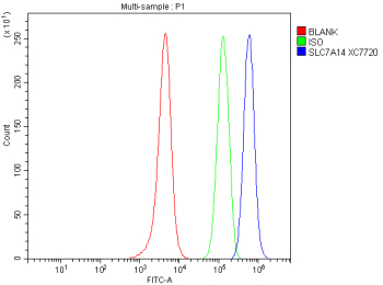 Flow Cytometry analysis of SH-SY5Y cells using anti-SLC7A14 antibody. Overlay histogram showing SH-SY5Y cells stained with (Blue line). To facilitate intracellular staining, cells were fixed with 4% paraformaldehyde and permeabilized with permeabilization buffer. The cells were blocked with 10% normal goat serum. And then incubated with rabbit anti-SLC7A14 antibody (1 ug/million cells) for 30 min at 20oC. DyLight 488 conjugated goat anti-rabbit IgG (5-10 ug/million cells) was used as secondary antibody for 30 minutes at 20oC. Isotype control antibody (Green line) was rabbit IgG (1 ug/million cells) used under the same conditions. Unlabelled sample without incubation with primary antibody and secondary antibody (Red line) was used as a blank control.